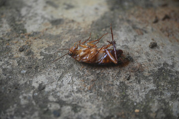 Dead cockroach upside down on the wall. 