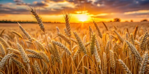Fototapeta premium Golden wheat stalks sway gently in the warm glow of a setting sun, a symphony of nature's bounty against a backdrop of soft, pastel clouds.