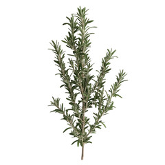 Fototapeta premium A sprig of rosemary with dark green leaves and a woody stem.