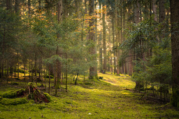 Obraz premium Beautiful shot of a dark mysterious forest on a foggy autumn day at sunset