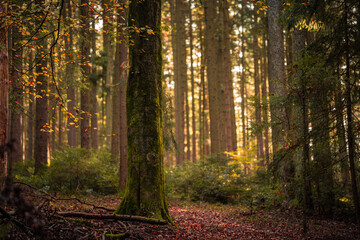 Beautiful shot of a dark mysterious forest on a foggy autumn day at sunset