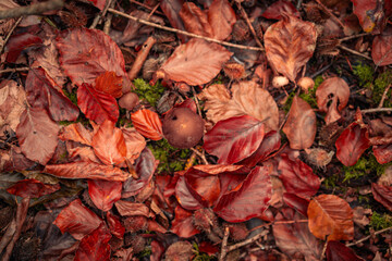Beautiful shot of a dark mysterious forest on a foggy autumn day at sunset