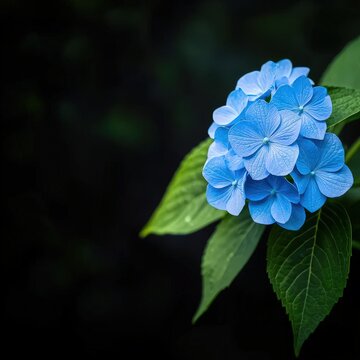 Hydrangea cluster of blue flowers, isolated to highlight the volume