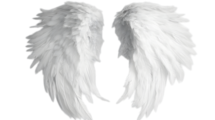 White angel wings on white background