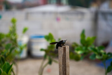 tropical carpenter bee or Xylocopa latipes perches on dry bamboo