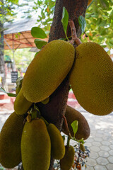 jackfruit or Artocarpus heterophyllus is a tropical plant that thrives in Asia.