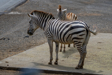 静岡県裾野市　夏のサファリパーク