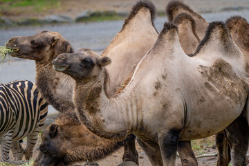 静岡県裾野市　夏のサファリパーク