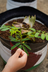 action plant or mimosa piduca is a unique ornamental plant.