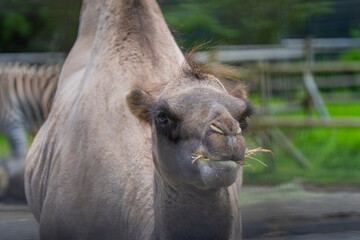 静岡県裾野市　夏のサファリパーク