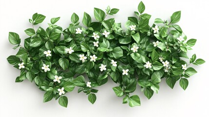 Obraz premium 2410 57.A detailed 3D rendering of Night Blooming Jasmine plants from a top view, showcasing the intricate arrangement of their lush green leaves and small white flowers. The plants are isolated