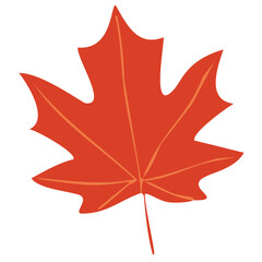 maple leaf isolated on white