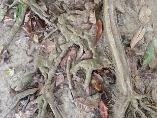 ants on a tree