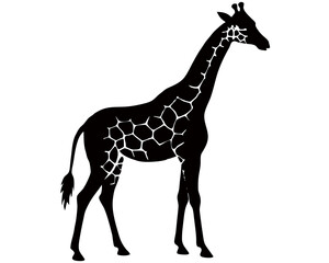 Obraz premium Giraffe silhouette on a white background
