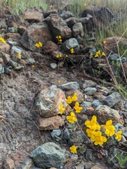 yellow monkeyflowers growing among the rocks