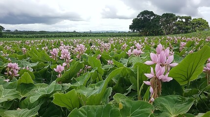 A field filled with blooming taro plants, showcasing lush green leaves and vibrant taro flowers spreading across the landscape, creating a natural and serene scene that celebrates the beauty