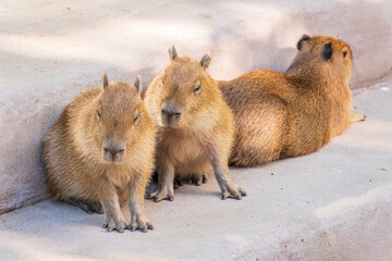 Three capybara in the park