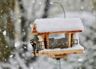 Downy woodpecker, snowflake, bird feeder 