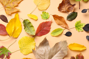 Composition with beautiful autumn leaves on color background