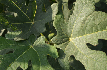 Close up of Fig Tree Leaves Texture