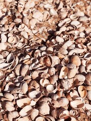 Close up sea shells Processed with VSCO with g9 preset