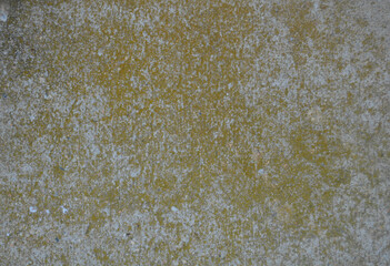 Obraz premium Rough algae texture on Grey concrete texture close up