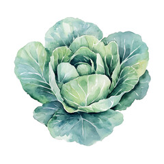 Obraz premium Watercolor Cabbage Illustration - PNG Transparent Background, Fresh Green Cabbage Painting for Design Projects, Organic Food Art