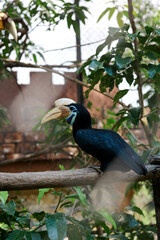Black Hornbill With Colorful Head Stand on Branch Against Nature Background