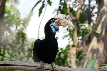 Black Hornbill With Colorful Head Stand on Branch Against Nature Background
