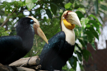 Hornbill With Colorful Head Stand on Branch in The Zoo