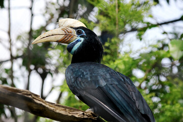 Fototapeta premium Black Hornbill With Blue Neck Stand on Branch in The Zoo