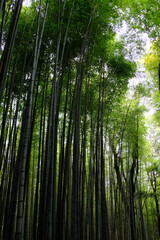 Fototapeta premium bamboo forest in the morning
