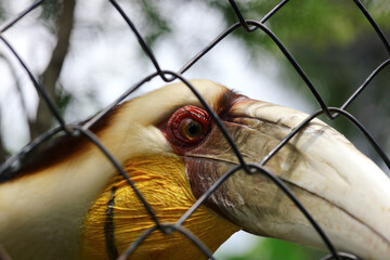 Close up of Hornbill With Colorful Head in Zoo