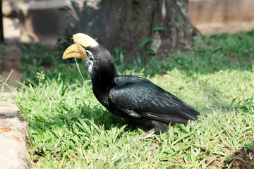 Black Hornbill With Colorful Head Stand on Grass Against Nature Background