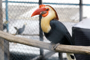 Black Hornbill With Colorful Head And Red Beak Stand on Branch at The Zoo