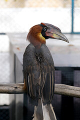 Brown Hornbill With Colorful Head Stand on Branch at The Zoo
