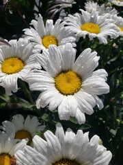 White daisies with dew on them.