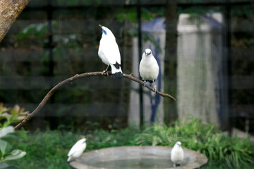 Two Bali Myna a Beautiful White Bird With Blue Around the Eyes, Stand on Branch at The Zoo
