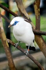 Bali Myna a Beautiful White Bird With Blue Around the Eyes, Stand on Branch Against Nature Background