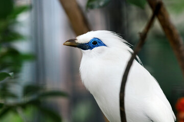 Close Up of Bali Myna a White Bird With Blue Around the Eyes Stand on Branch Against Nature Background