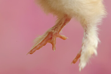 One of the characteristics of Brahma chickens, the legs and toes have dense feathers. This animal...