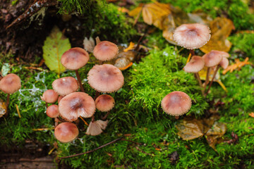reddish-spotted mycena (Mycena maculata)