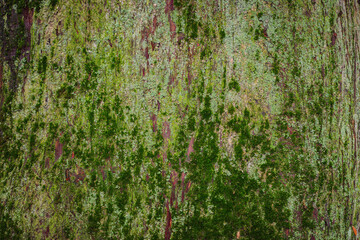 Mossy Western redcedar (Thuja Plicata)
