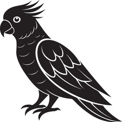 black and white parrot