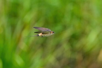 グリーンバックに高速で飛ぶコシアカツバメ