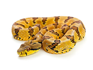 Fototapeta premium yellow and brown patterned Russell's viper Daboia russelii snake coiled up