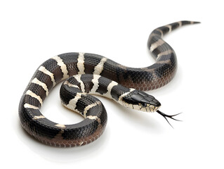 Fototapeta premium black and white striped sea snake Hydrophiinae coiled on white