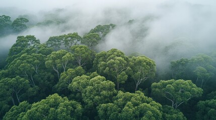 Foggy Forest - Dense trees shrouded in soft morning fog