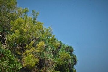 Obraz premium plants on coastal rocks