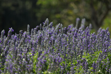 Obraz premium Beautiful flower garden, Blue Salvia, Salvia farinacea blooming on a green leaf background in the tropical garden.